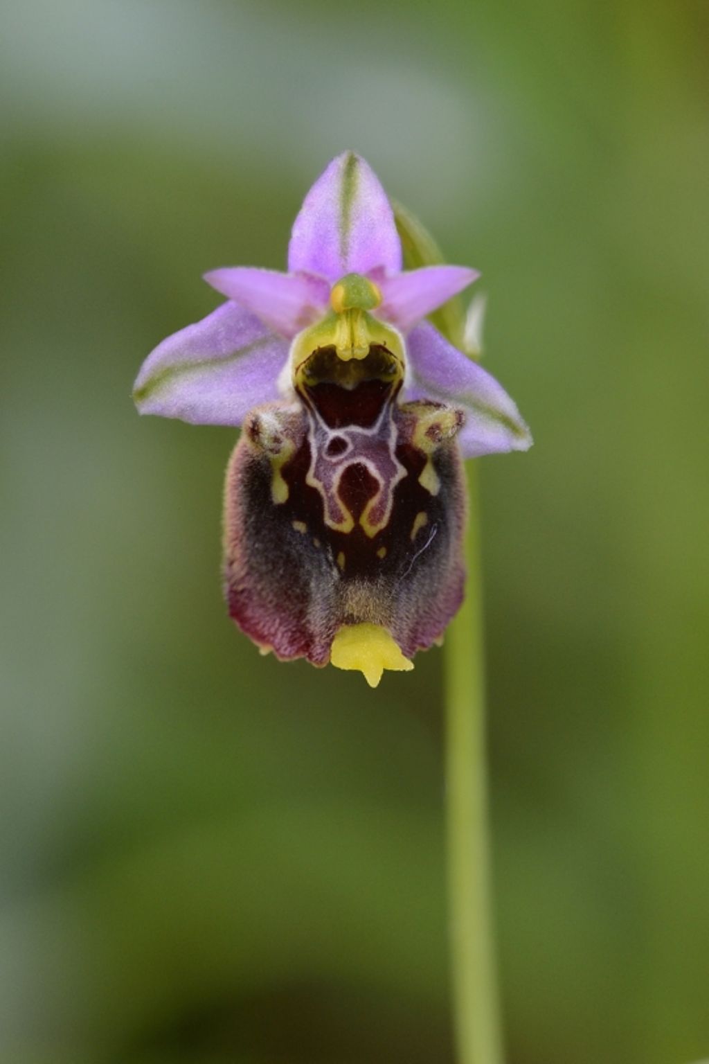 Conferma Ophirys holoserica subsp. holoserica